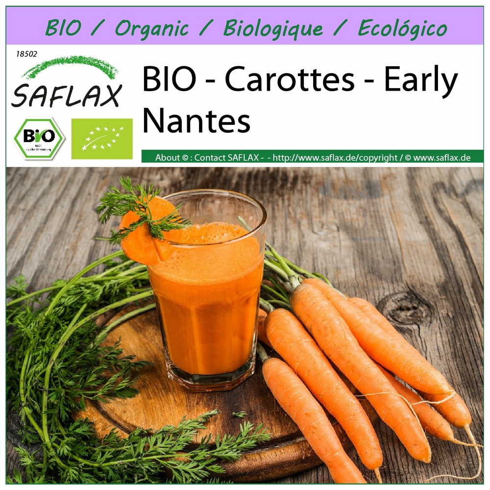 Bio - carottes - early nantes - 1500 graines - daucus carota subsp. Sativus