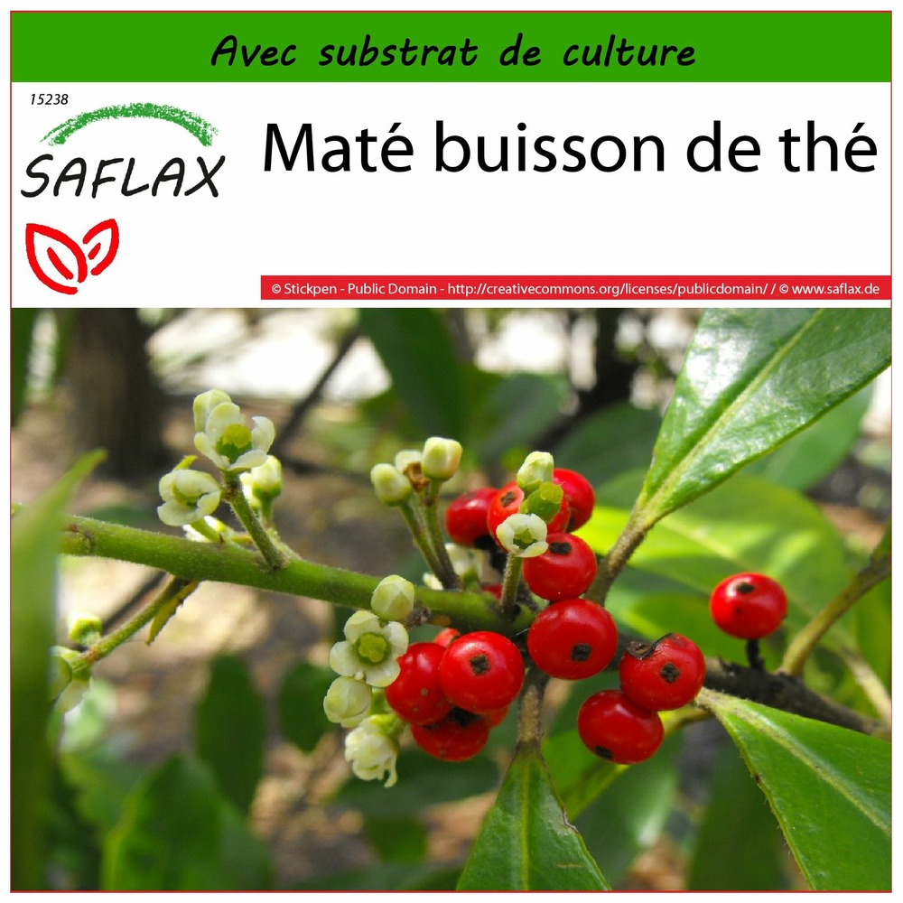 Maté buisson de thé - 10 graines - avec substrat - ilex paraguariensis
