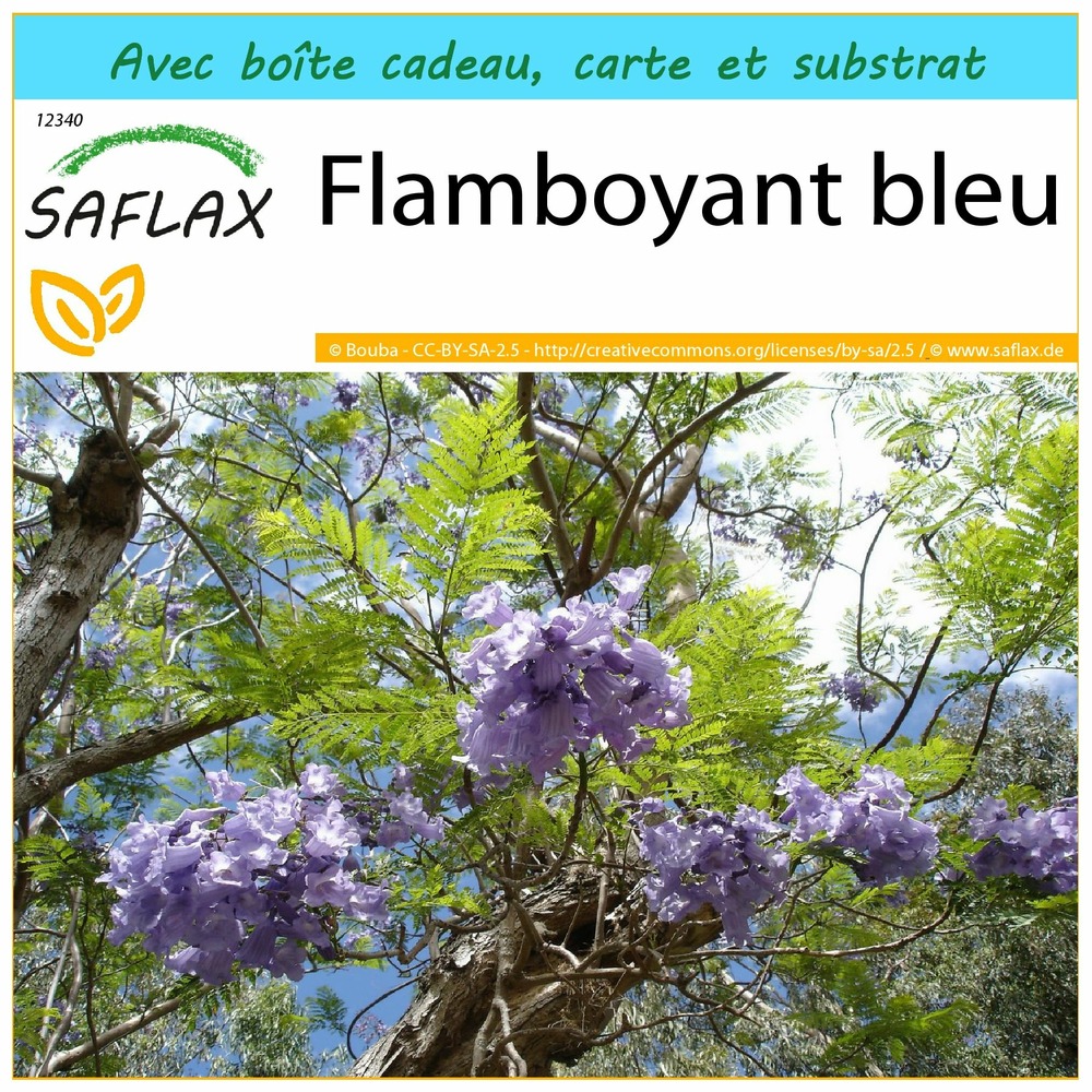 Ensemble-cadeau - flamboyant bleu - 50 graines - jacaranda mimosifolia