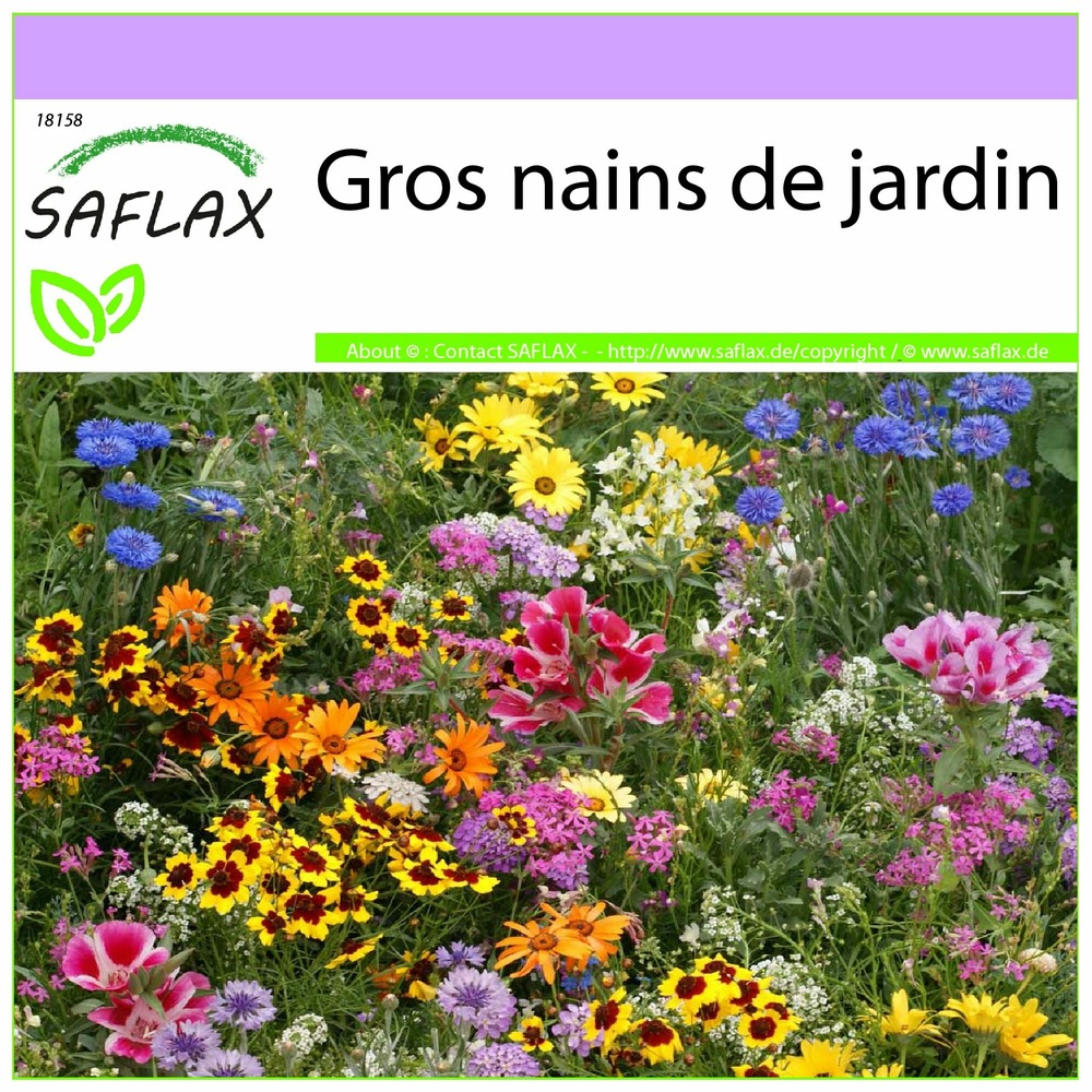 Gros nains de jardin - 1000 graines - mix