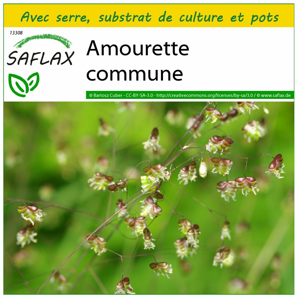 Ensemble de culture - amourette commune - 75 graines - briza media