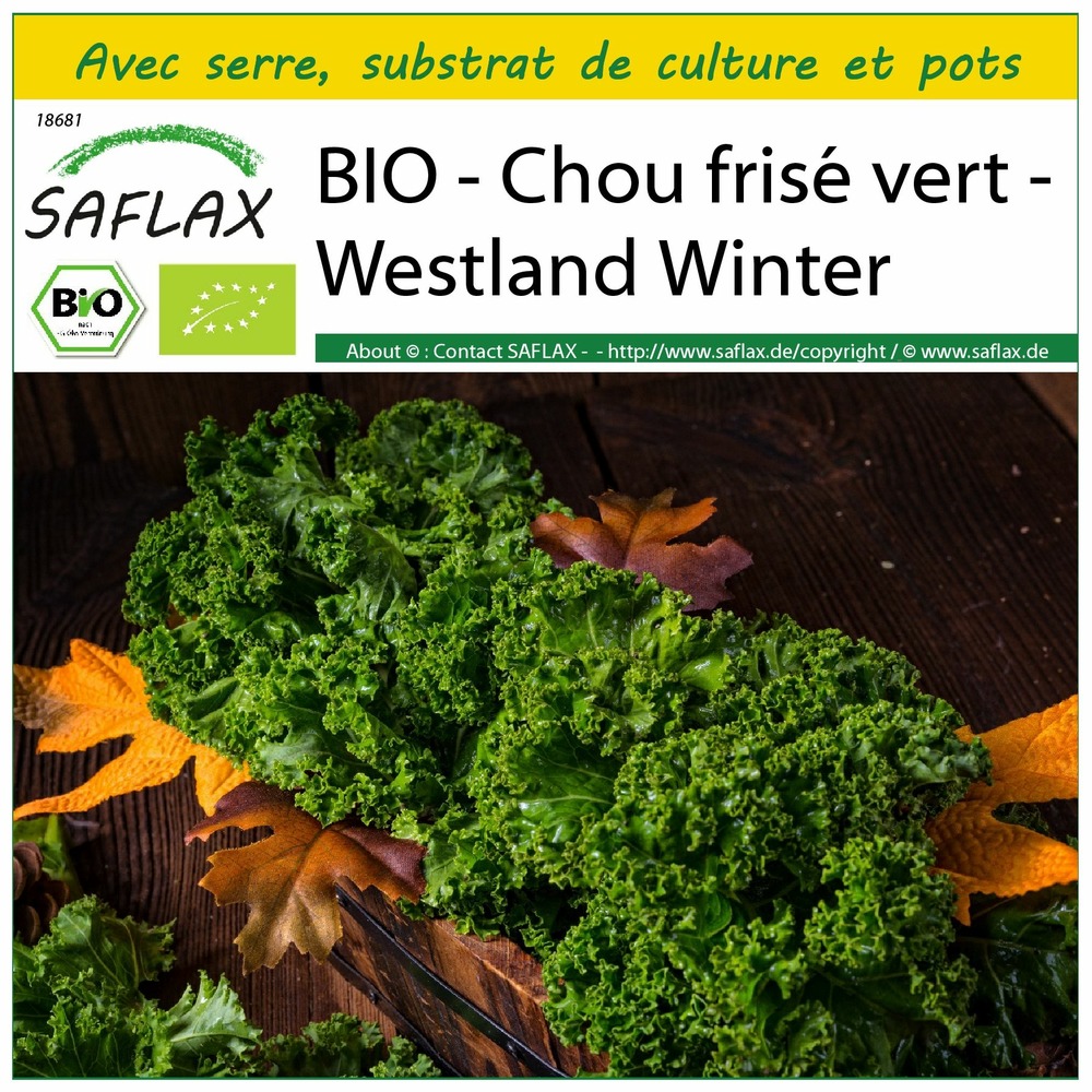 Ensemble de culture - bio - chou frisé vert - westland winter - 70 graines - brassica oleracea var. Sabellica