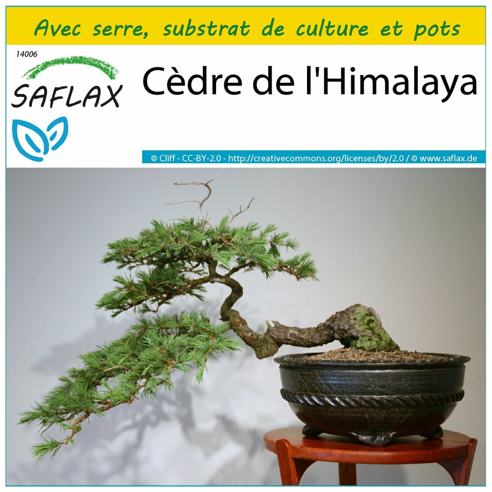 Ensemble de culture - cèdre de l'himalaya - 35 graines - cedrus deodara