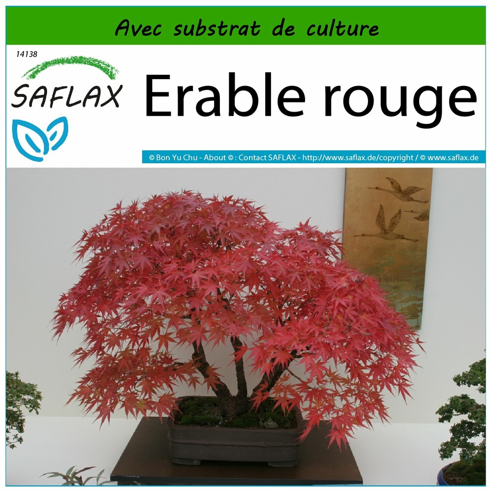 Erable rouge - 20 graines - avec substrat - acer rubrum