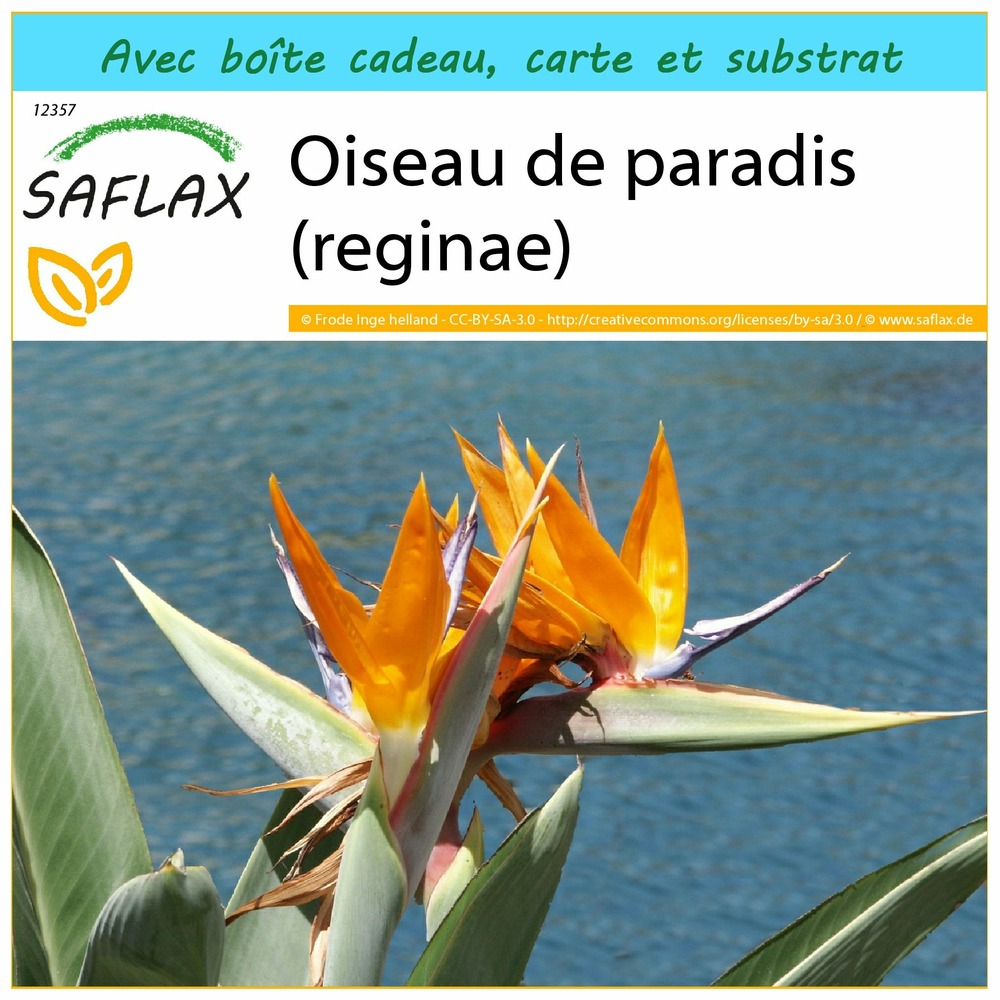 Ensemble-cadeau - oiseau de paradis (reginae) - 5 graines - strelitzia reginae