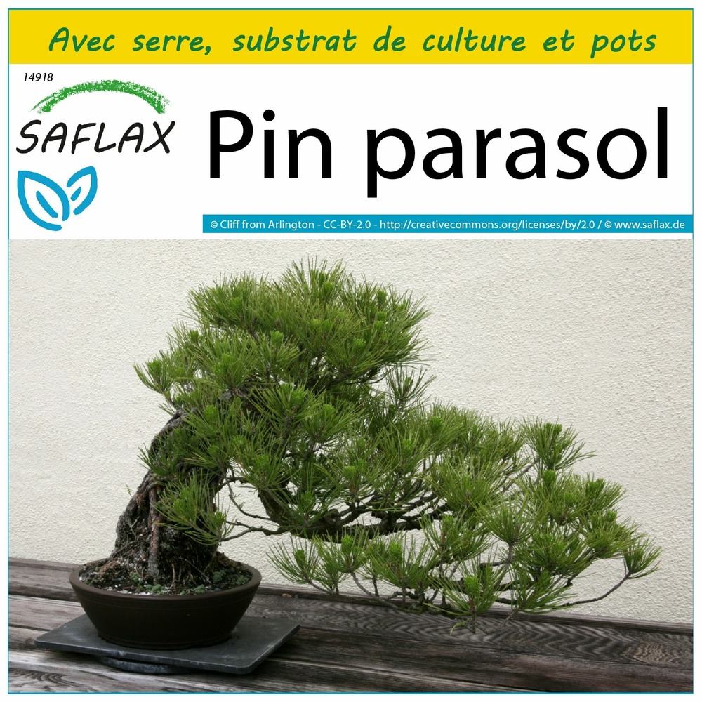Ensemble de culture - pin parasol - 6 graines - pinus pinea