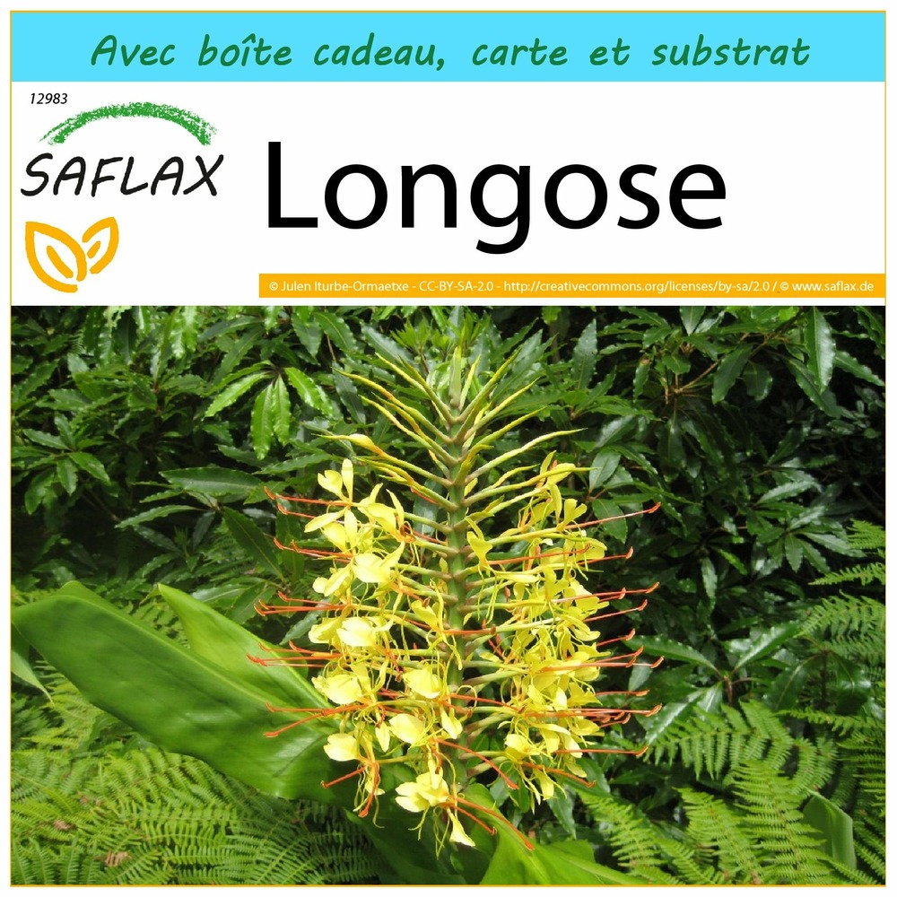 Ensemble-cadeau - longose - 10 graines - hedychum gardnerianum