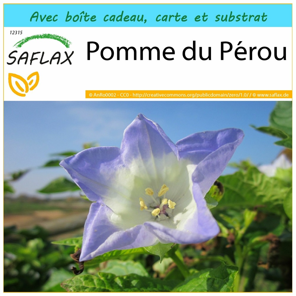 Ensemble-cadeau - pomme du pérou - 100 graines - nicandra physaloides