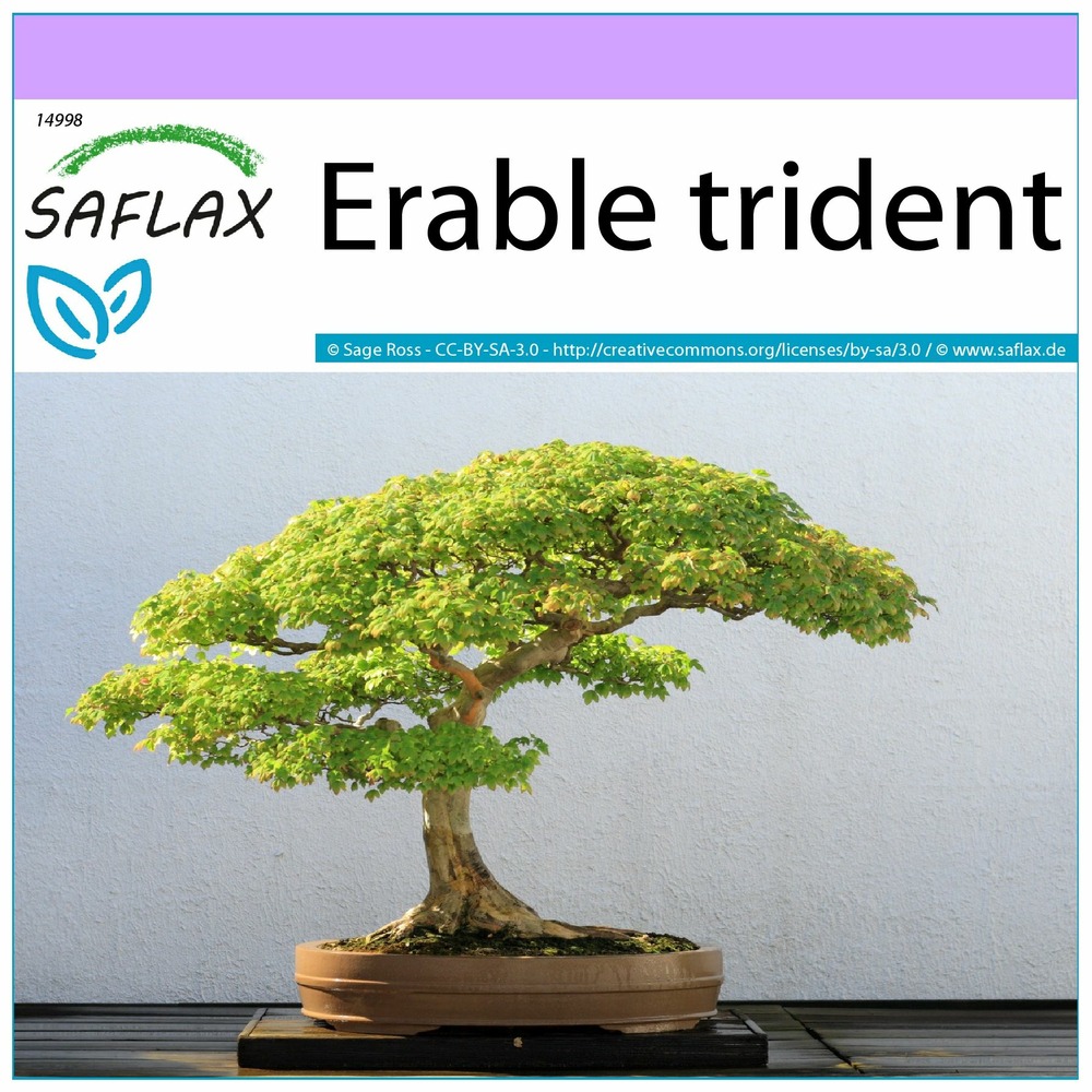 Erable trident - 30 graines - acer buergerianum