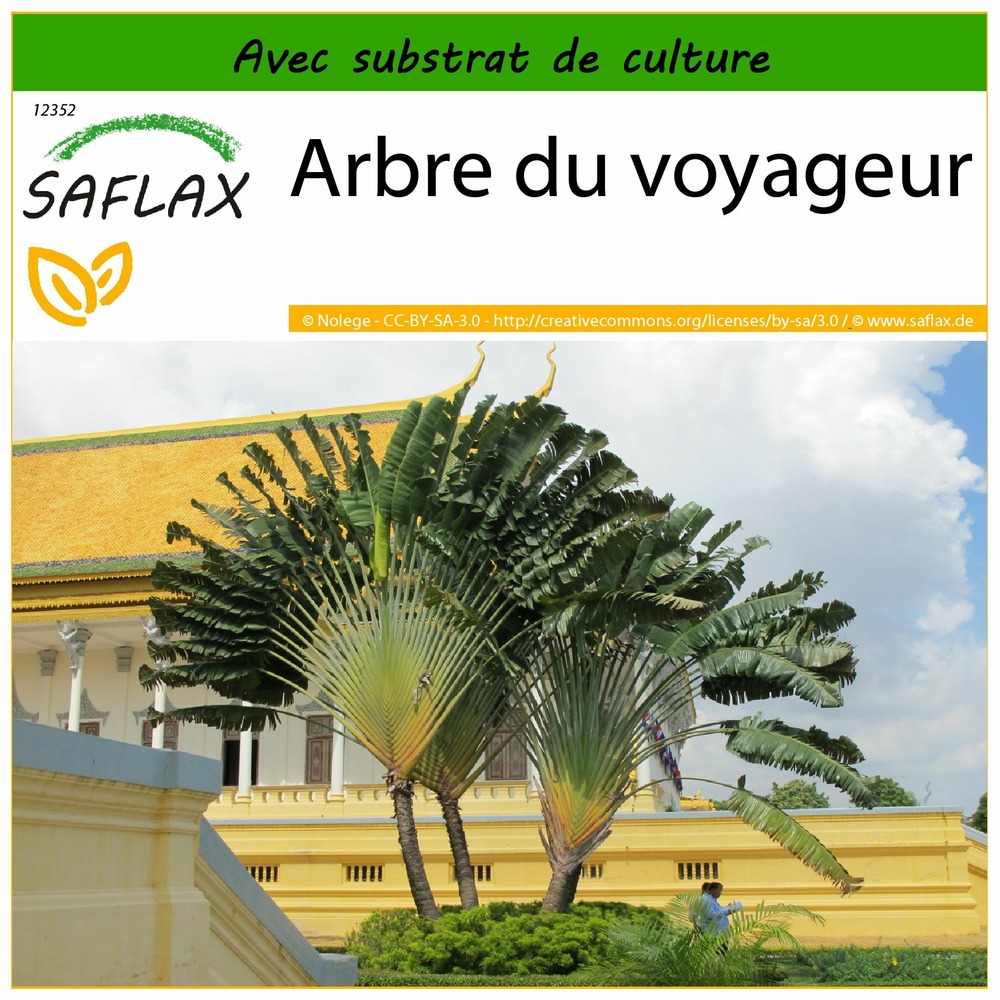 Arbre du voyageur - 8 graines - avec substrat - ravenala madagascariensis