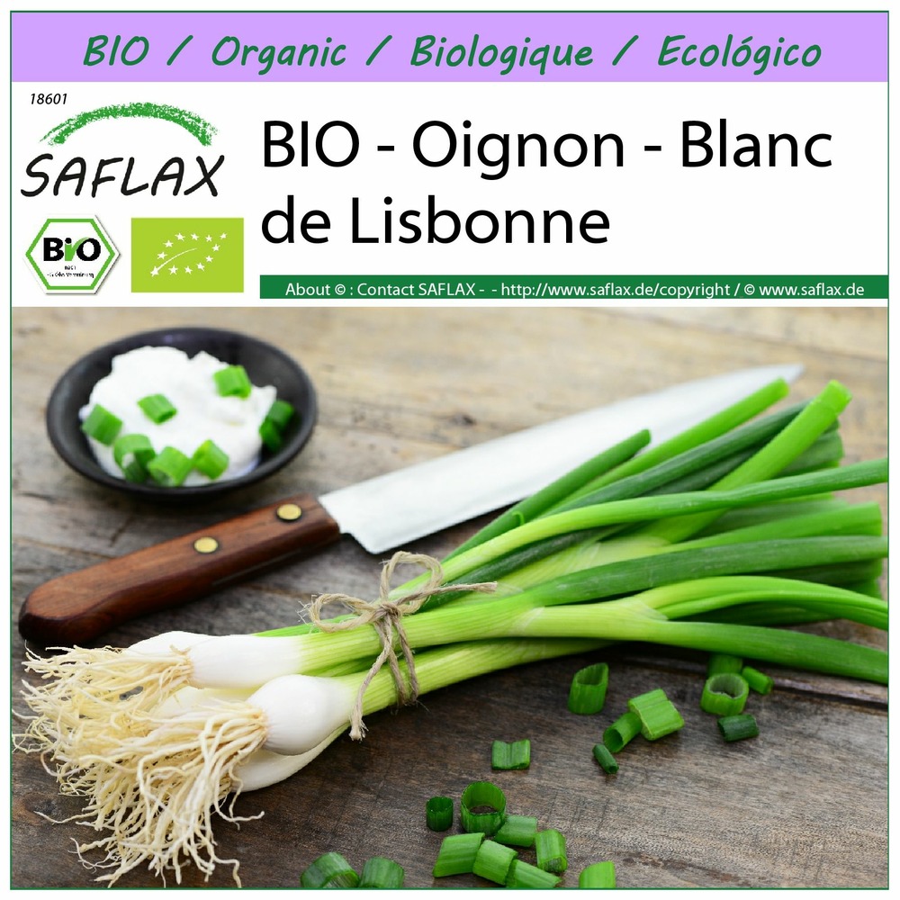 Bio - oignon - blanc de lisbonne - 150 graines - allium cepa