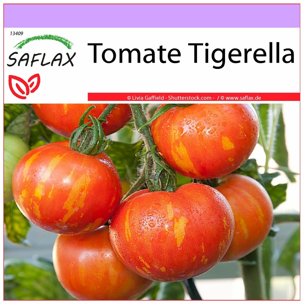Tomate tigerella - 10 graines - lycopersicon esculentum