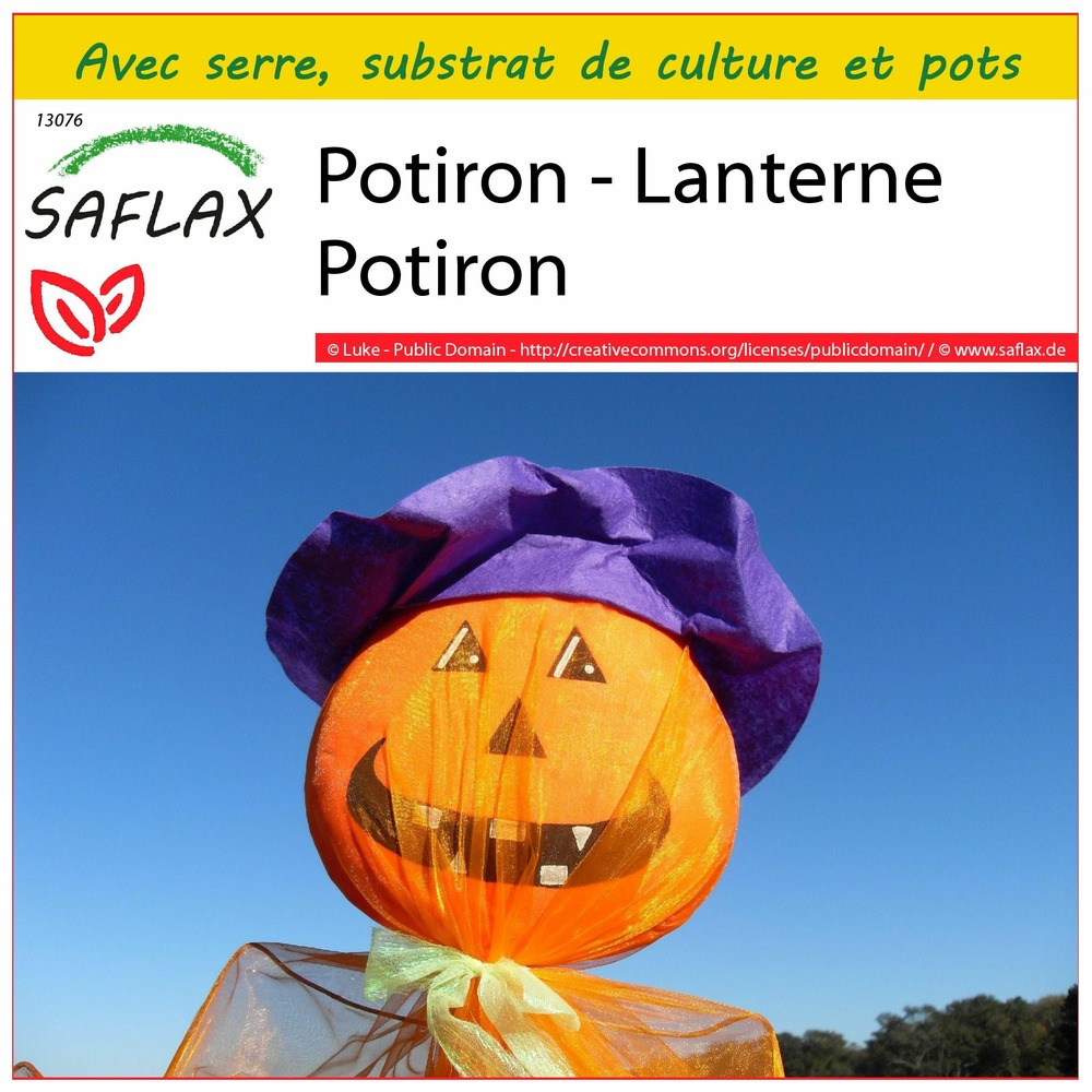 Ensemble de culture - potiron - lanterne potiron - 10 graines - cucurbita pepo