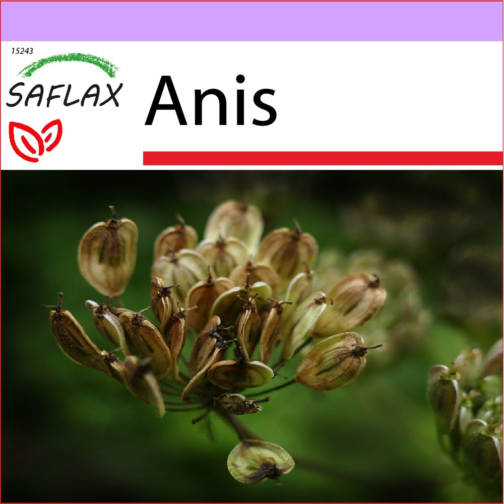 Anis - 200 graines - pimpinella anisum