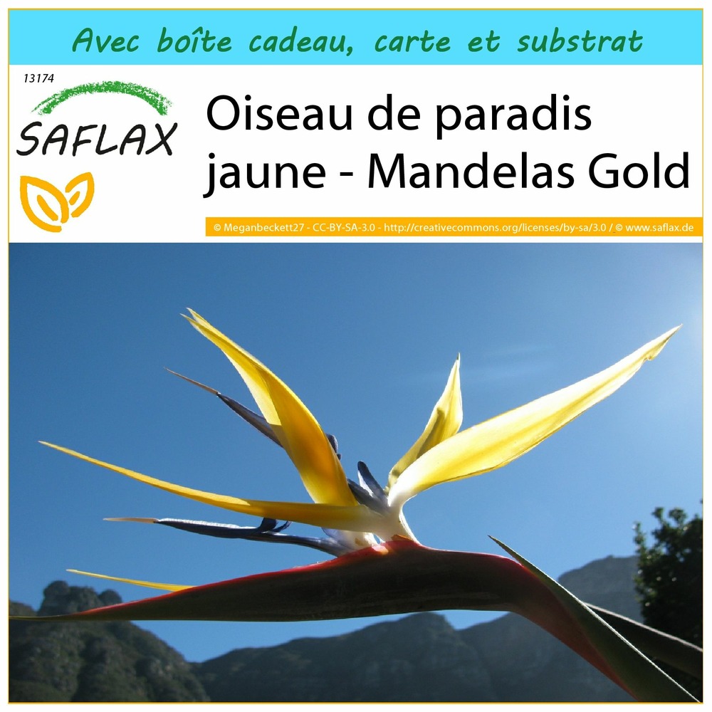 Ensemble-cadeau - oiseau de paradis jaune - mandelas gold - 4 graines - strelitzia reginae yellow