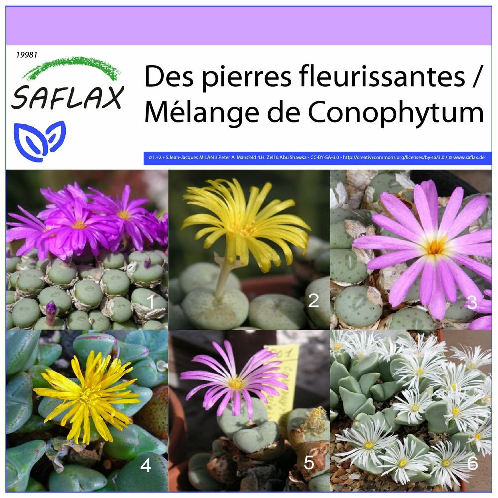 Des pierres fleurissantes / mélange de conophytum - 40 graines - conophytum mix