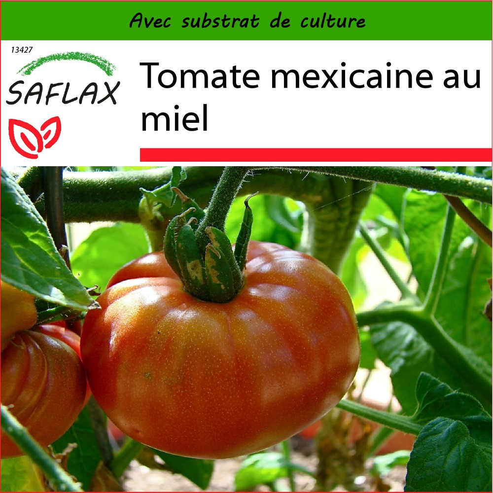 Tomate mexicaine au miel - 10 graines - avec substrat - lycopersicon esculentum