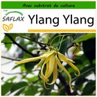 Ylang ylang - 10 graines - avec substrat - cananga odorata