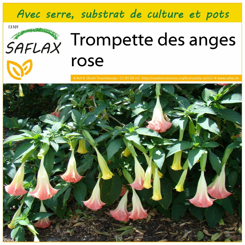 Ensemble de culture - trompette des anges rose - 10 graines - brugmansia suaveolens pink