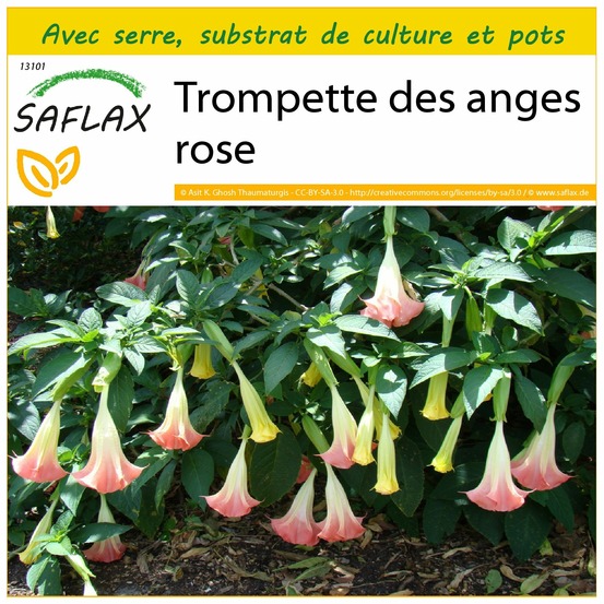 Ensemble de culture - trompette des anges rose - 10 graines - brugmansia suaveolens pink