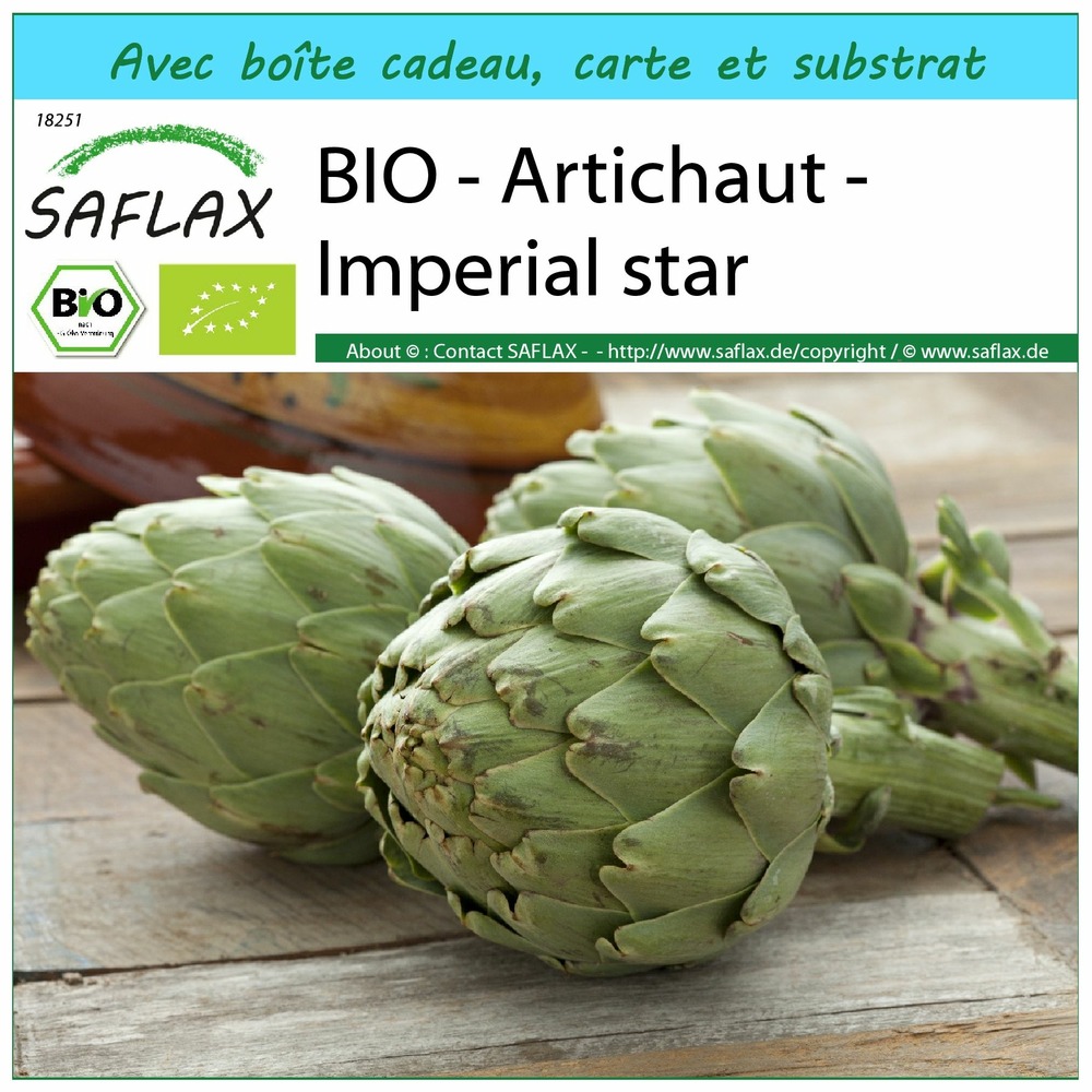 Ensemble-cadeau - bio - artichaut - imperial star - 5 graines - cynara scolymus