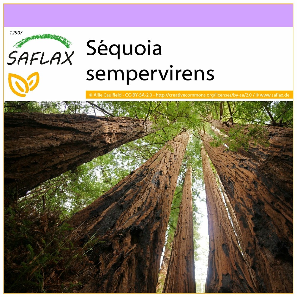 Séquoia sempervirens - 50 graines - sequoia sempervirens