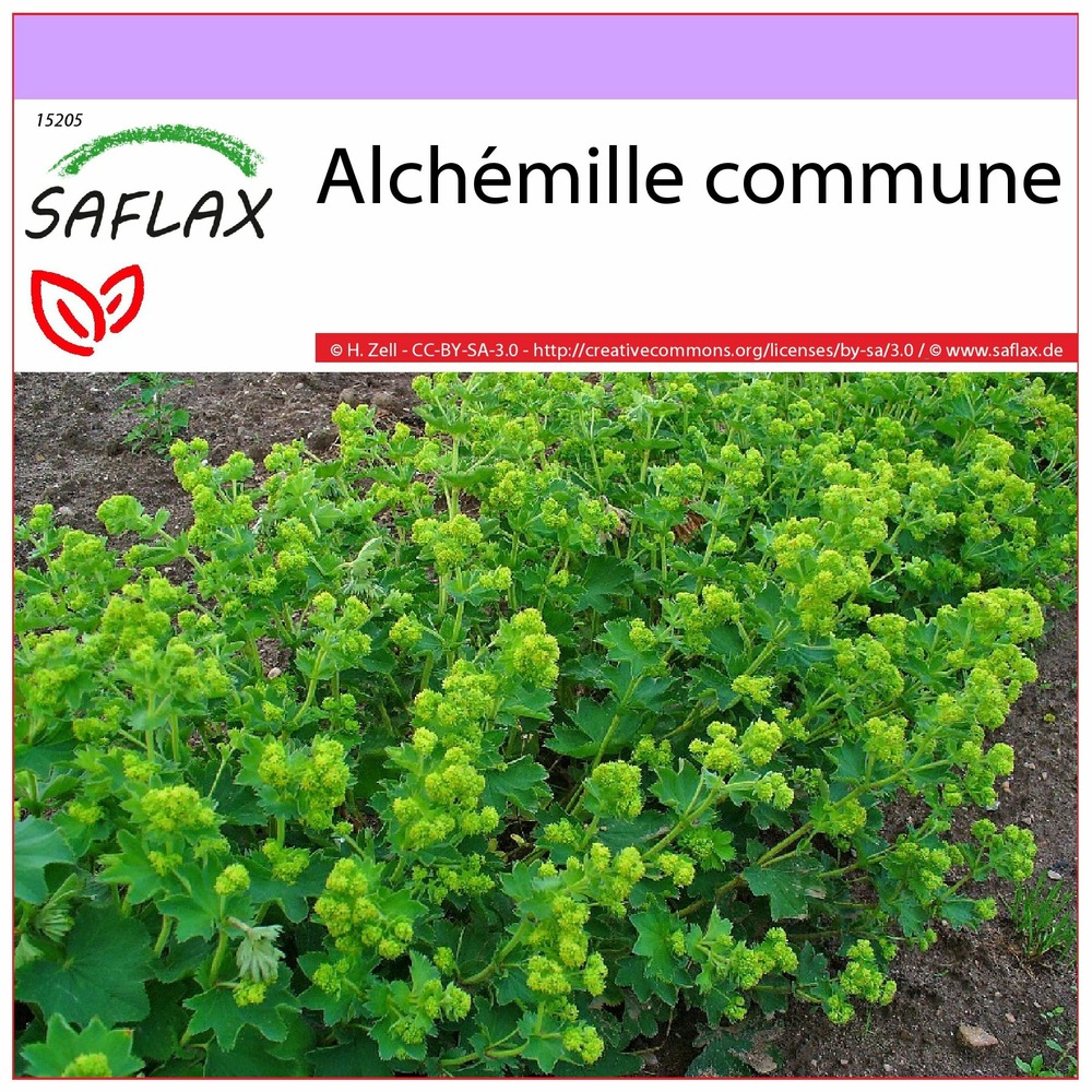 Alchémille commune - 100 graines - alchemilla vulgaris