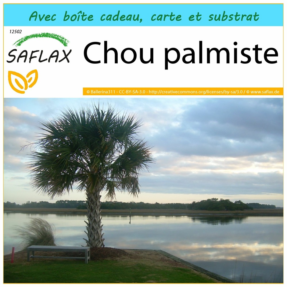 Ensemble-cadeau - chou palmiste - 8 graines - sabal palmetto
