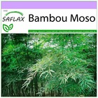 Bambou moso - 20 graines - phyllostachys pubescens