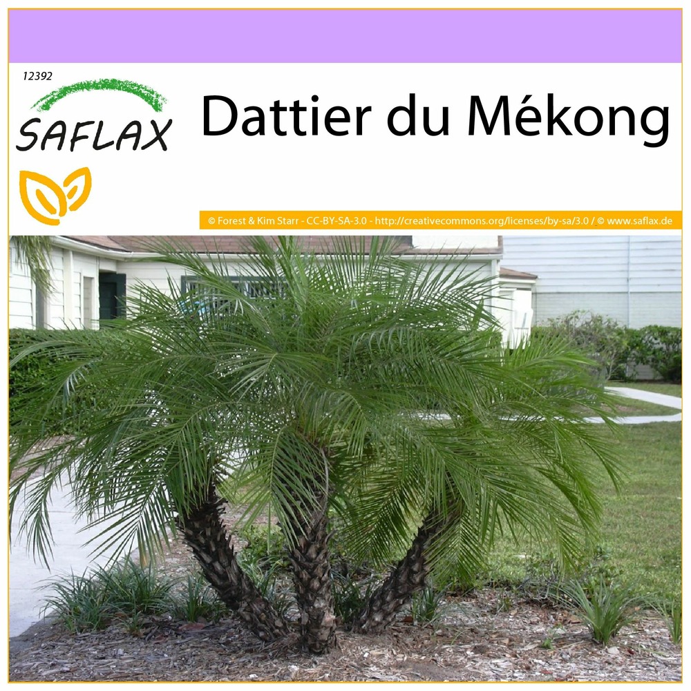 Dattier du mékong - 25 graines - phoenix roebelenii