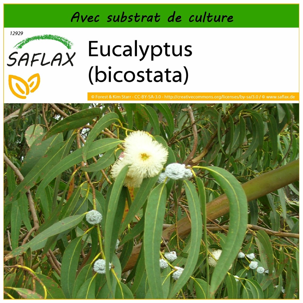 Eucalyptus (bicostata) - 100 graines - avec substrat - eucalyptus globulus bicostata
