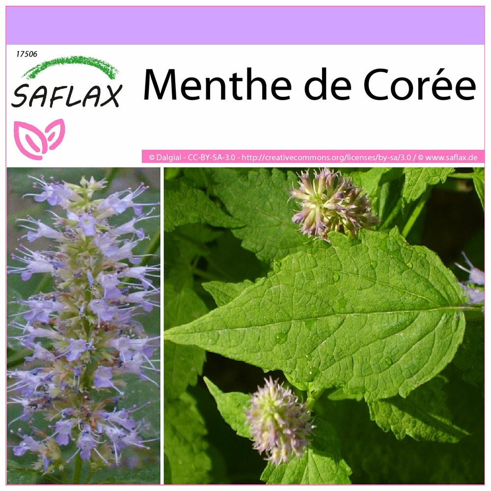Menthe de corée - 1200 graines - agastache rugosa
