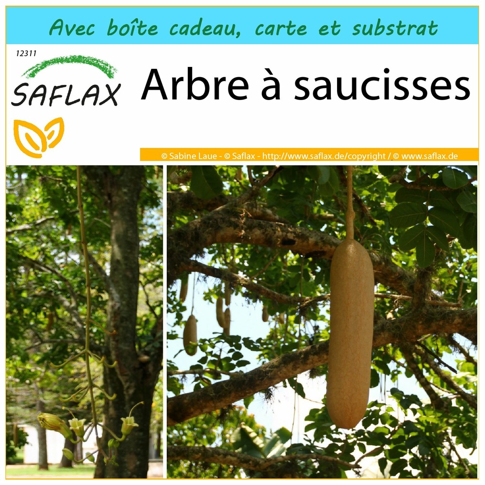 Ensemble-cadeau - arbre à saucisses - 10 graines - kigelia pinnata var. Africana