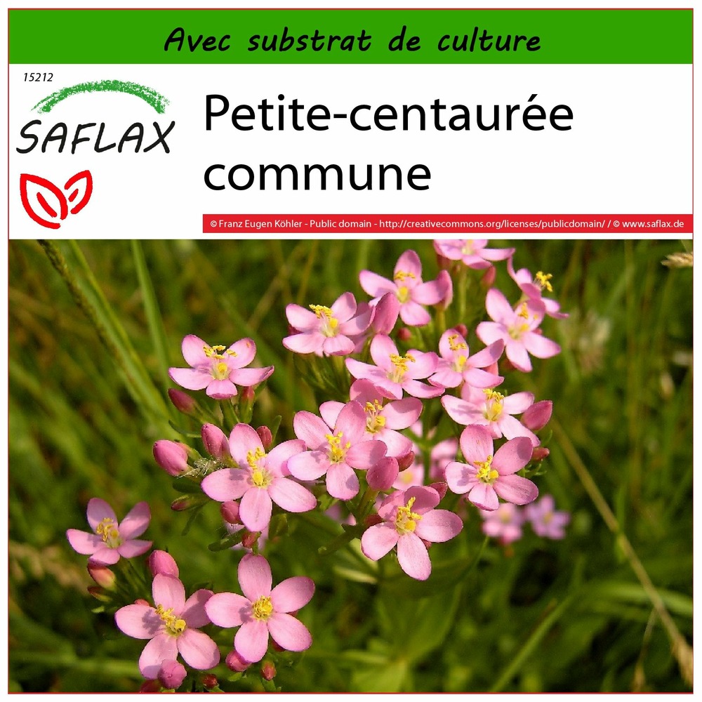 Petite-centaurée commune - 250 graines - avec substrat - centaurium erythraea