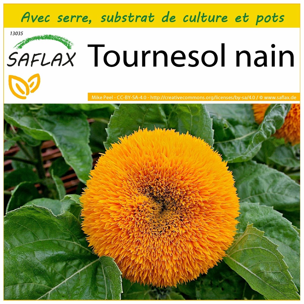 Ensemble de culture - tournesol nain - 40 graines - helianthus annuus