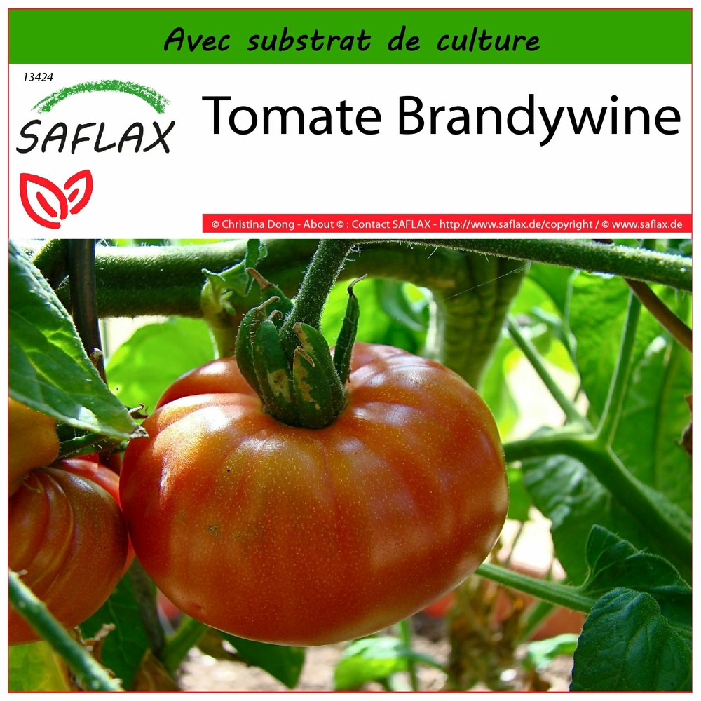 Tomate brandywine - 10 graines - avec substrat - lycopersicon esculentum