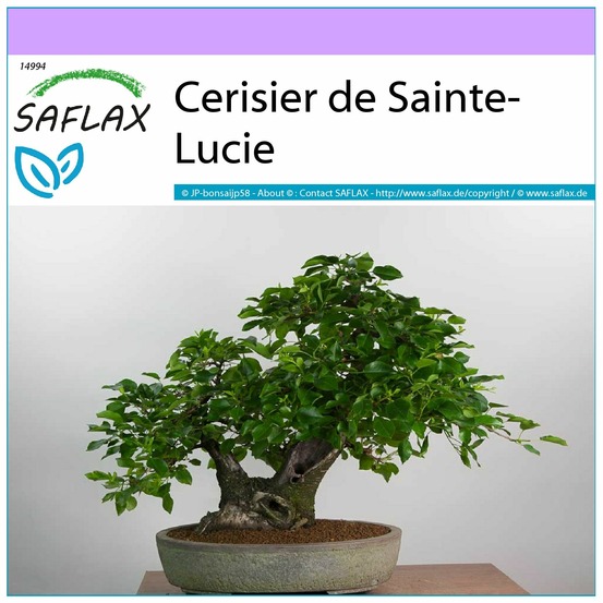 Cerisier de sainte-lucie - 30 graines - prunus mahaleb