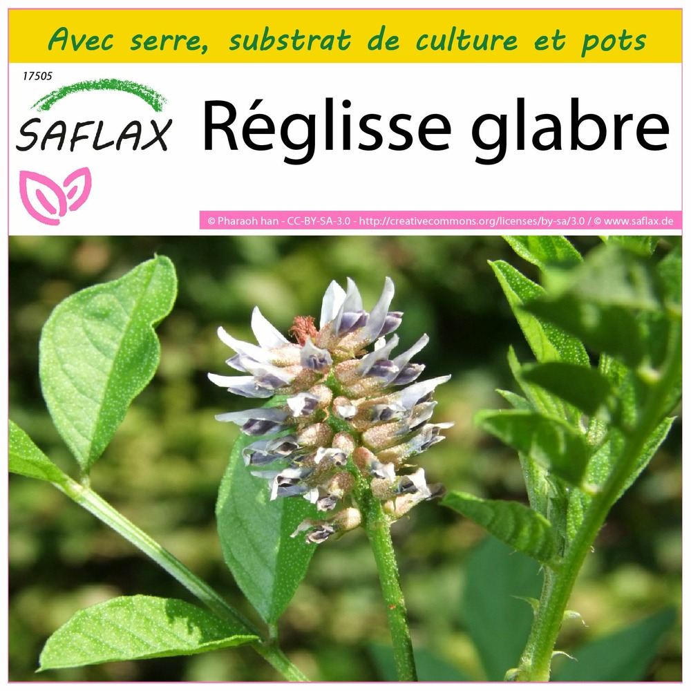 Ensemble de culture - réglisse glabre - 30 graines - glycyrrhiza glabra