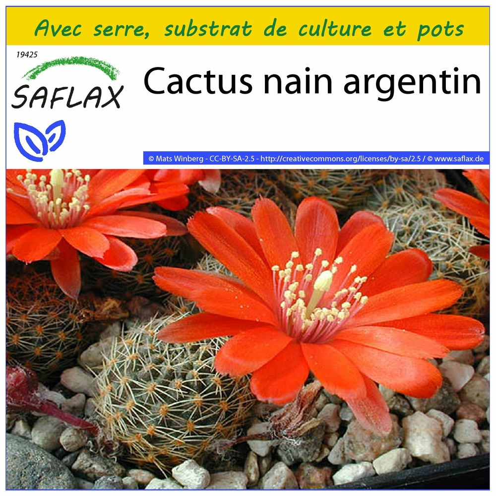 Ensemble de culture - cactus nain argentin - 40 graines - rebutia / mix