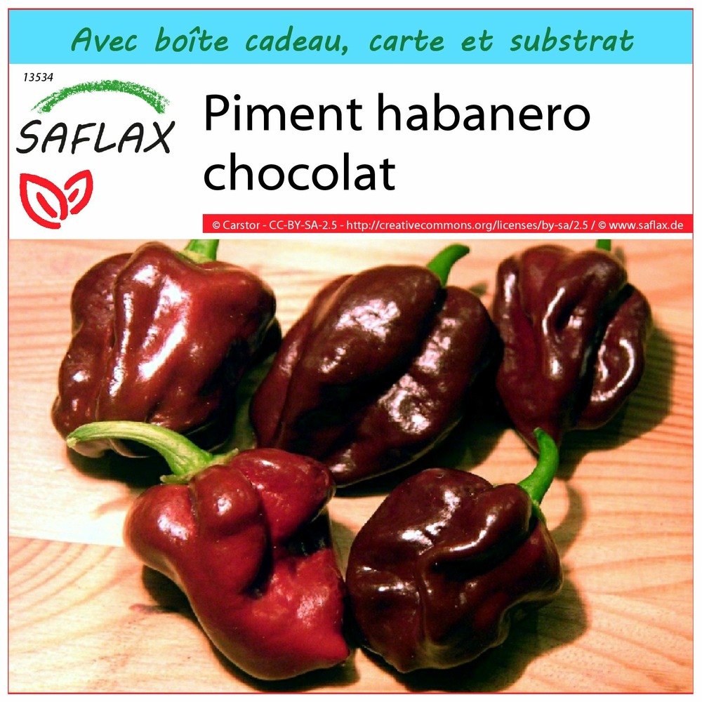 Ensemble-cadeau - piment habanero chocolat - 10 graines - capsicum chinense