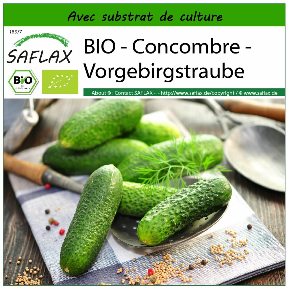 Bio - concombre - vorgebirgstraube - 15 graines - avec substrat - cucumis sativus