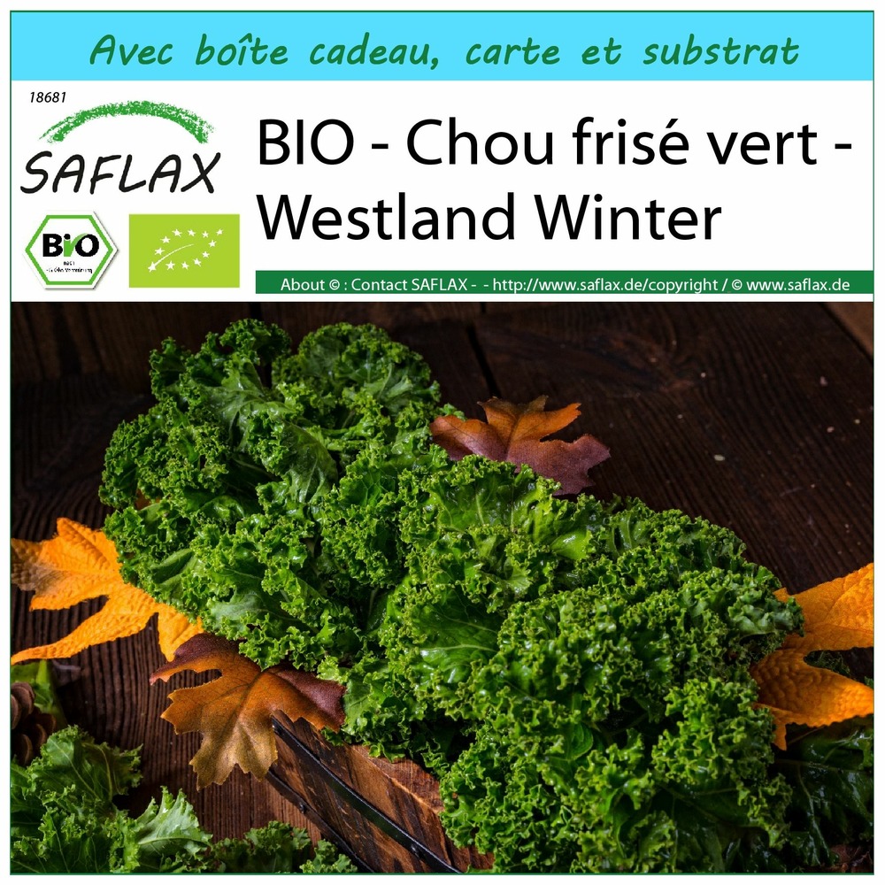Ensemble-cadeau - bio - chou frisé vert - westland winter - 70 graines - brassica oleracea var. Sabellica