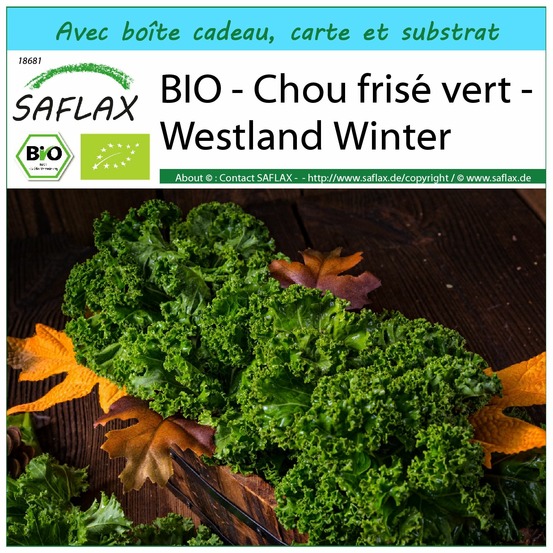 Ensemble-cadeau - bio - chou frisé vert - westland winter - 70 graines - brassica oleracea var. Sabellica