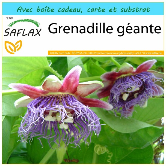Ensemble-cadeau - grenadille géante - 12 graines - passiflora quadrangularis