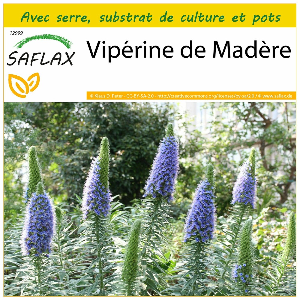 Ensemble de culture - vipérine de madère - 100 graines - echium fastuosa