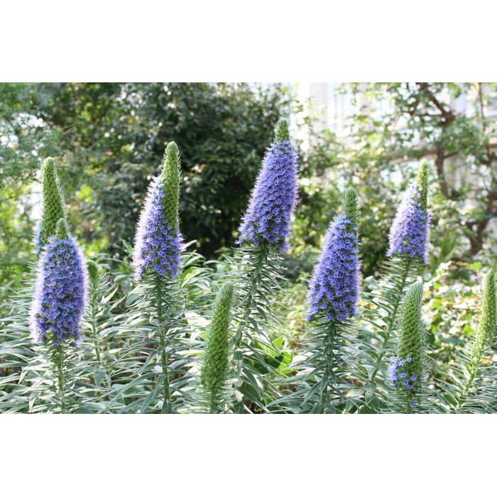 Graines De Vipérine De Madère - Echium Fastuosa - 100 Graines Par SAFLAX