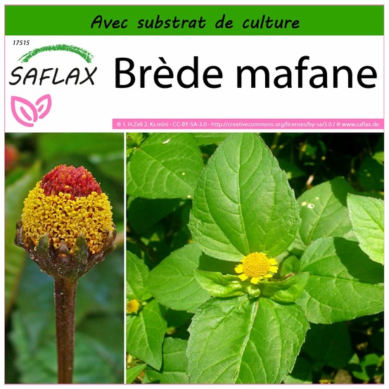 Brède mafane - 500 graines - avec substrat - acmella oleracea
