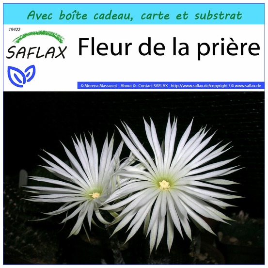 Ensemble-cadeau - fleur de la prière - 40 graines - echinopsis mirabilis