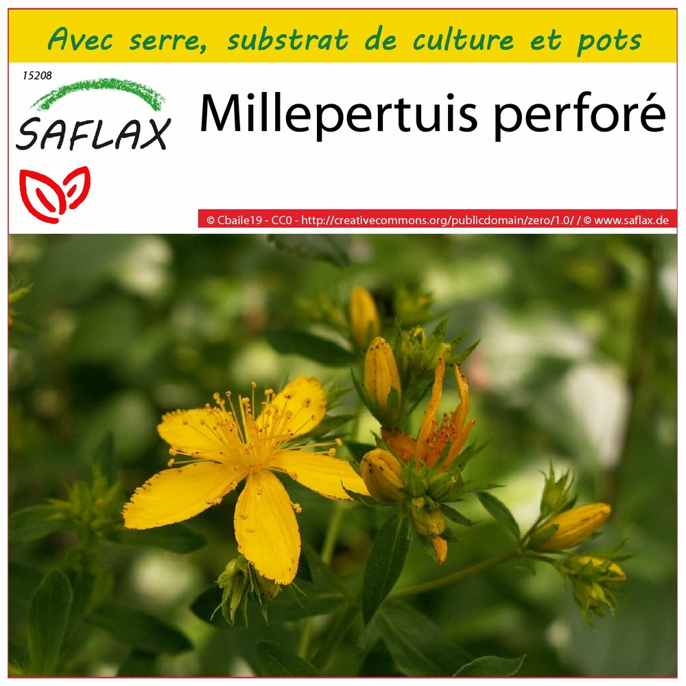 Ensemble de culture - millepertuis perforé - 300 graines - hypericum perforatum