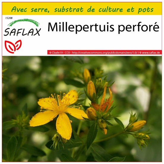 Ensemble de culture - millepertuis perforé - 300 graines - hypericum perforatum